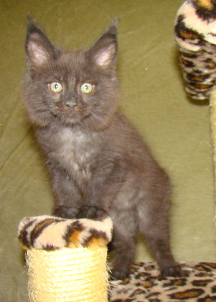     Catsvill County!   !    !       !!!    Catsvill County +7-926-544-74-09     .   ,   ,   ,    ,   ,  ,     ,   -,    ,   !